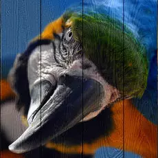 Картина Птицы