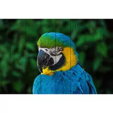 Картина Птицы