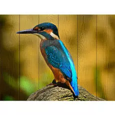 Картина Птицы