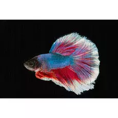 Картина Рыбы