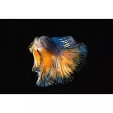 Картина Рыбы