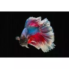 Картина Рыбы