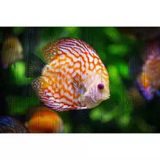 Картина Рыбы