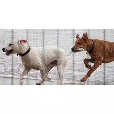 Картина Животные