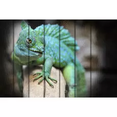 Картина Животные