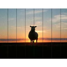 Картина Животные