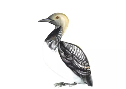 Постер Чернозобая гагара