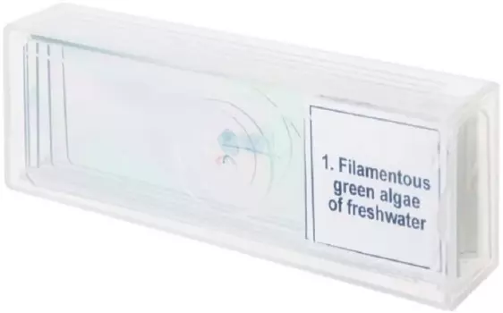 Набор микропрепаратов Levenhuk Discovery Prof DPS 5. «Биология» 78410 Levenhuk