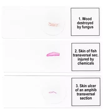 Набор микропрепаратов Levenhuk Discovery Prof DPS 5. «Мутации» 78411 Levenhuk