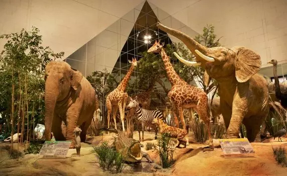 Подарочный сертификат «Дарвиновский музей» (1 сеанс, 1 человек)