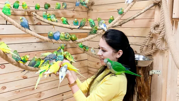 Подарочный сертификат «Галерея птиц Попугайня» (1 час, 1 детский)