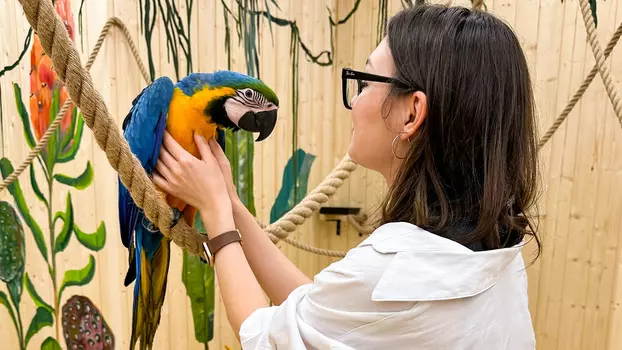 Подарочный сертификат «Галерея птиц Попугайня» (1 час, 1 детский)