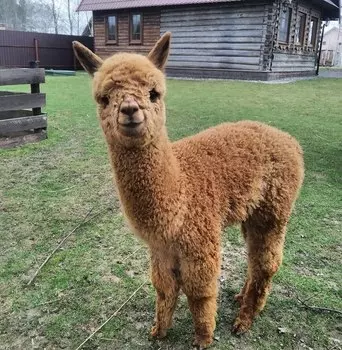 Подарочный сертификат «Экскурсия В гости к альпакам» (3 часа, 1 детский)