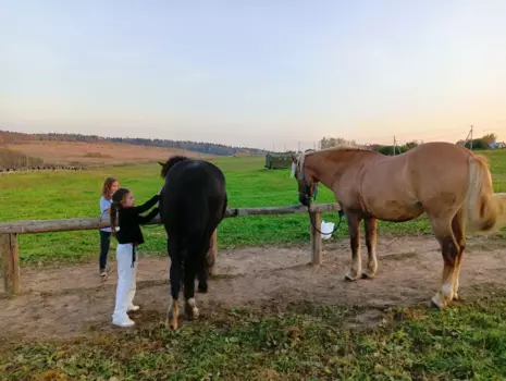 Подарочный сертификат «Конная прогулка для детей» (1 сеанс (катание 15 минут), 1 ребенок)