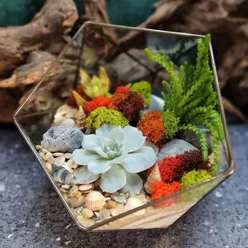 Подарочный сертификат «Мастер класс Флорариум с суккулентами» (Пакет №3, 1 человек в составе группы)