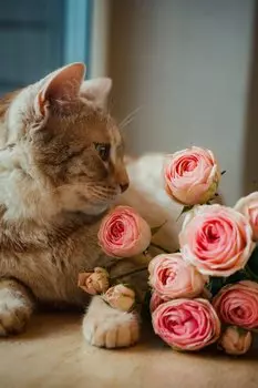 Подарочный сертификат «Посещение Котокафе» (1 час, 2 человека)