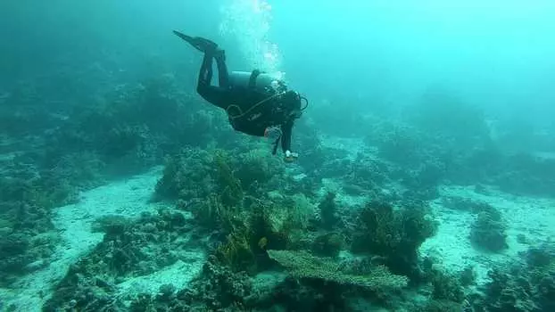 Подарочный сертификат «Пробное занятие по курсу дайвинга Open Water Diver NDL» (2 часа, 1 человек)