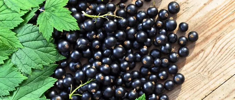 Подарочный сертификат «СПА программа Ягодный пунш Черная смородина с Витамином С» (3 часа, 2 человека)