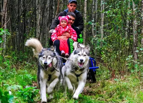 Подарочный сертификат «Знакомство с хаски Летний сезон» (2 часа, 1 ребенок)