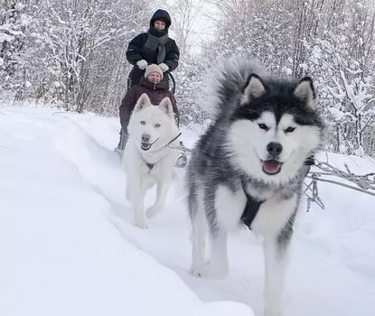 Подарочный сертификат «Знакомство с хаски Зимний сезон» (2 часа, 1 ребенок)