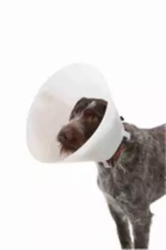 Kruuse защитный воротник для собак