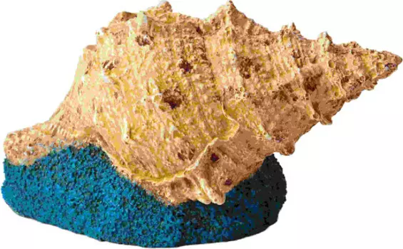 H2SHOW декорация "Ракушка"