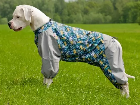 Happy Puppy Комбинезон для собак "Карликовый пудель" (L, Мальчик)