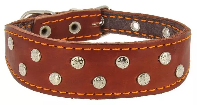 Каскад ошейник кожаный для левретки, таксы с украшением с синтепоном (25-32 см.)