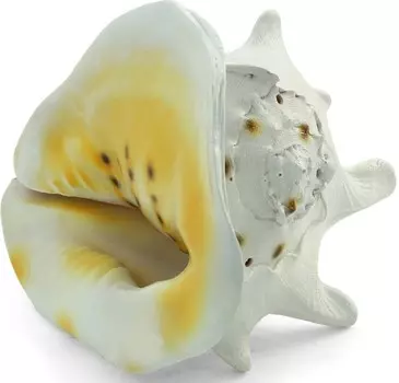 Laguna раковина искусственная Кассис Корнута