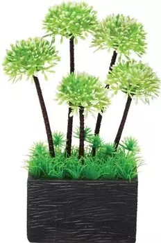 Laguna растение Бонсай