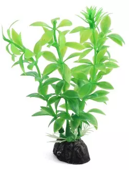 Laguna растение Гемиантус (10 см., Зеленый)