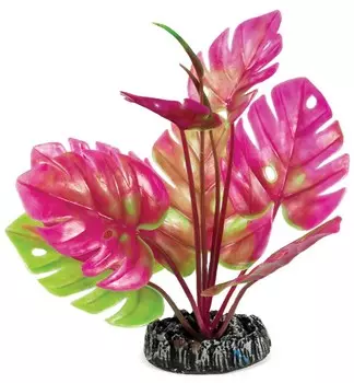 Laguna растение Монстера (20 см.)