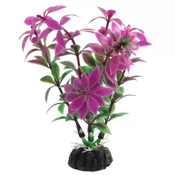 Laguna растение Ротала (10 см.)