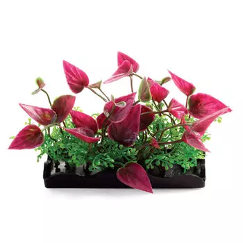 Laguna растения композиция (8 см., Розовый)