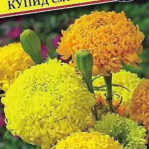 Семена Бархатцы прям.хризантемовид, "Купид" смесь 15 шт, Престиж