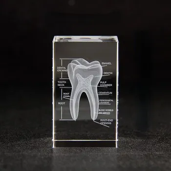 3D научная и образовательная твердокристаллическая лазерная гравировка модели зуба, украшение 1pc