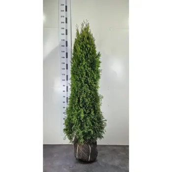 Туя западная Смарагд экстра 30 h160 - 180 см
