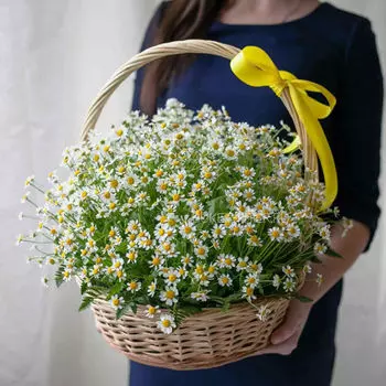 Корзина с Кустовыми Ромашками