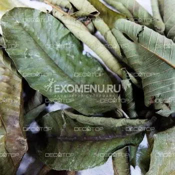 DECOTOP Guava XXS - Листья гуавы, 5-10 см, 20 шт.