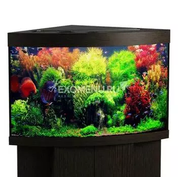 Аквариум Biodesign ДИАРАМА 200 (венге) без свет-ка с покр. крышками, стекло Pilkington Optifloat™ (полированная еврокромка), 8-10 мм 185 л, 71*71*65 см, шторка д/кормления