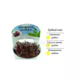 Альтернантера мини (Alternanthera reineckii "mini") меристемное