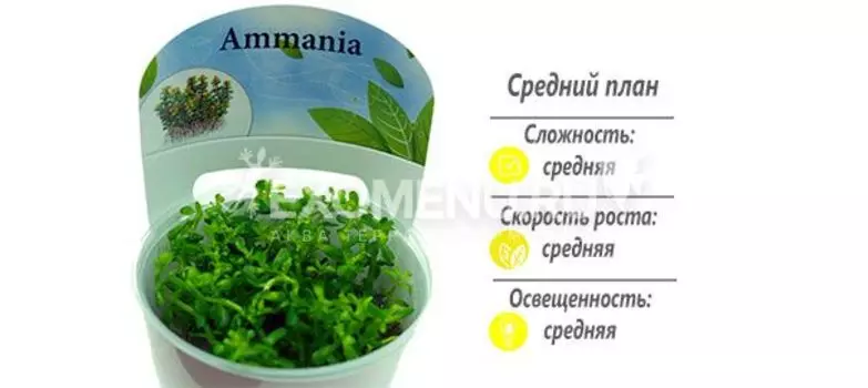Аммания Бонсай (Ammania sp. "Bonsai") меристемное