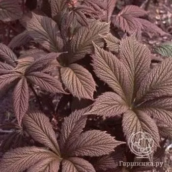 Роджерсия Шоколате Вингс перистая