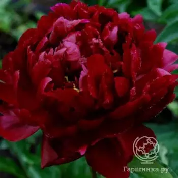 Пион Франсуа Ортега