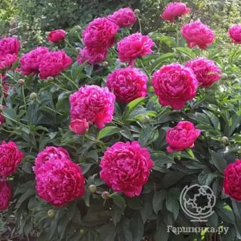 Пион Канзас