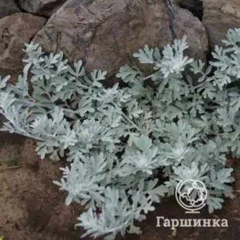 Полынь Стеллера Сильвер Брокад