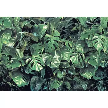 фотообои KOMAR бумажные 368х254см Verdure, арт.8-333