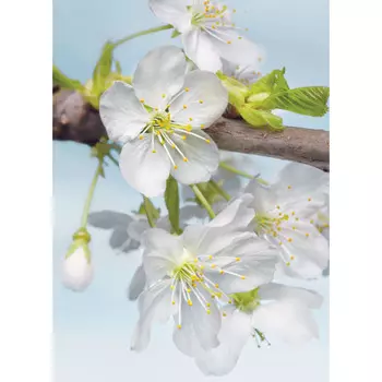 фотообои KOMAR флизелиновые 184х248см Blossom, арт.XXL2-033