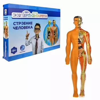 1TOY Набор для опытов Экспериментариум Модель человеческого тела