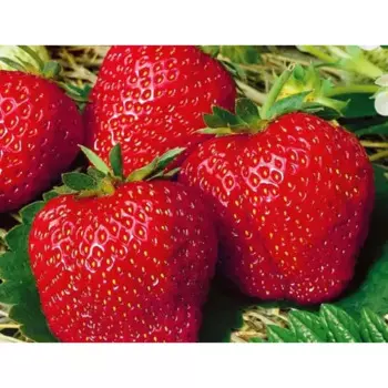 Саженец Клубника Азария P9 H h10-20 см